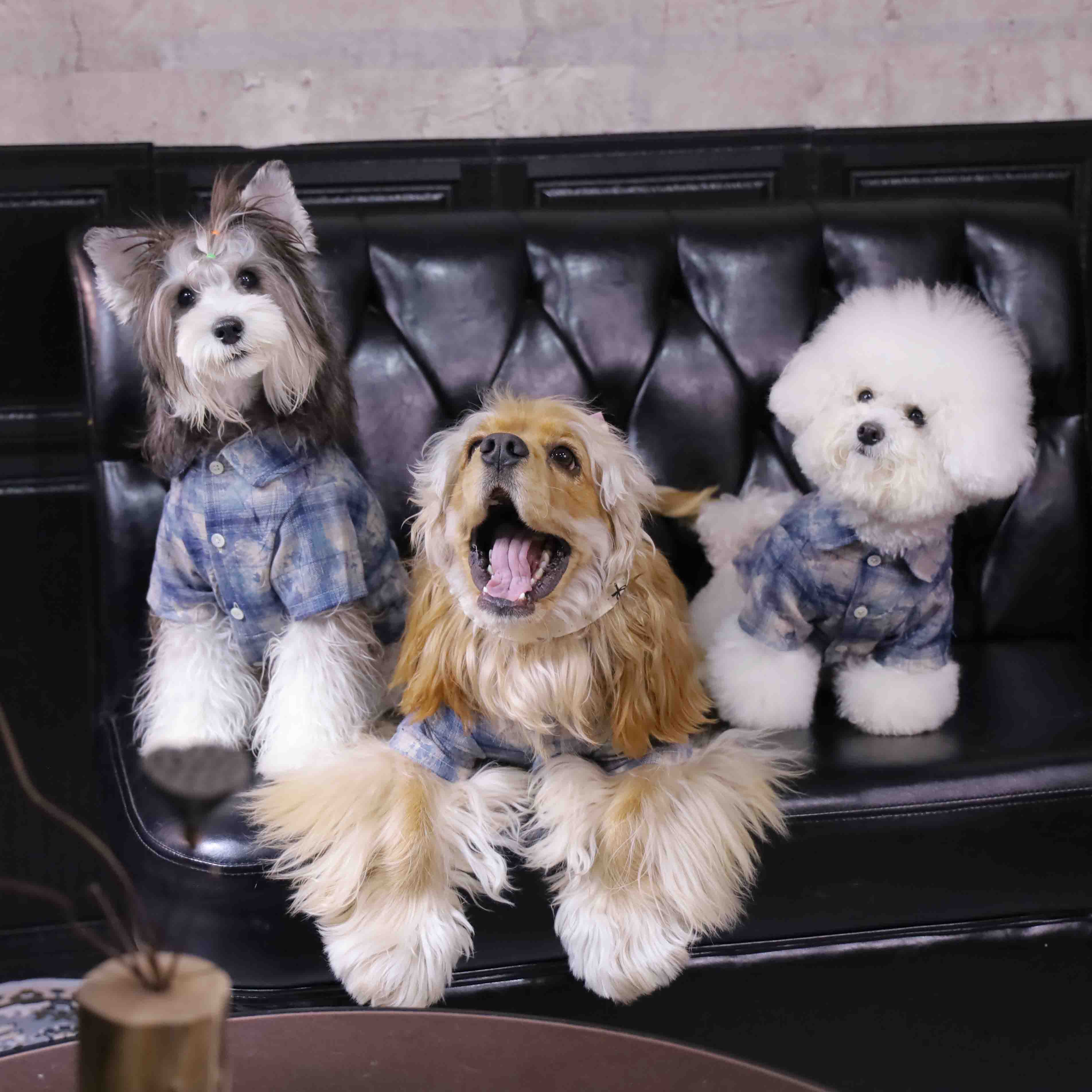 ๐ถ"PawsCube Pet Shirt - Breathable and Skin-friendly, Fashion Print, Street Style, Scratch-resistant, Suitable for Dogs/Cats"